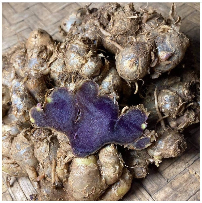 1Kg,Thai Dried Black Ginger Black Galingale Kaempferia Parviflora,Krachai dam, Specially selected Grade A