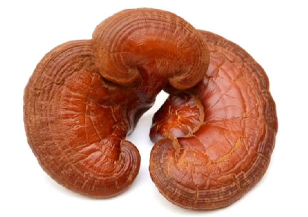 1000 g. Reishi Mushroom Powder • Lingzhi Mushroom Powder • Ganoderma lucidum • Dried Mushrooms • No Additives or Preservatives (Copy)