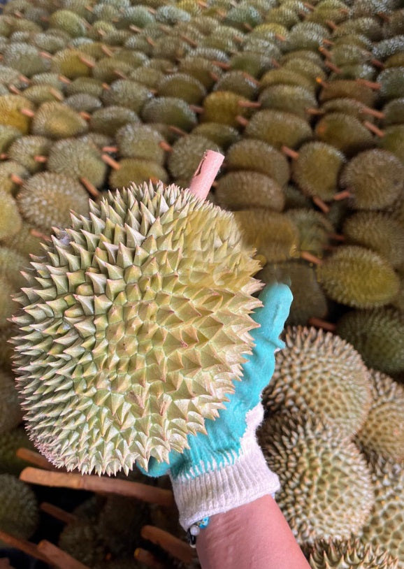 500g.x480boxes, Wholesale Fresh Durian Sweet test, Thai Durian Premium Grade Selected, 100% Natural Premium Quality Durian From Thailand